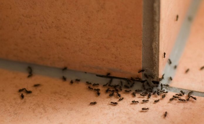 ants exterminator
